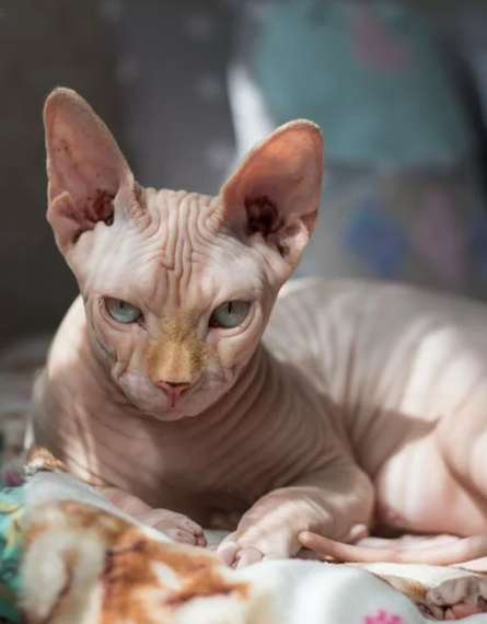 15 of the Most Adored Cat Breeds Across the Globe