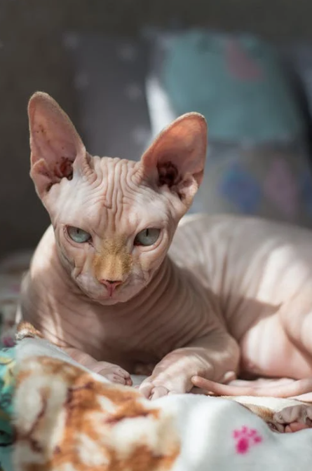 15 of the Most Adored Cat Breeds Across the Globe